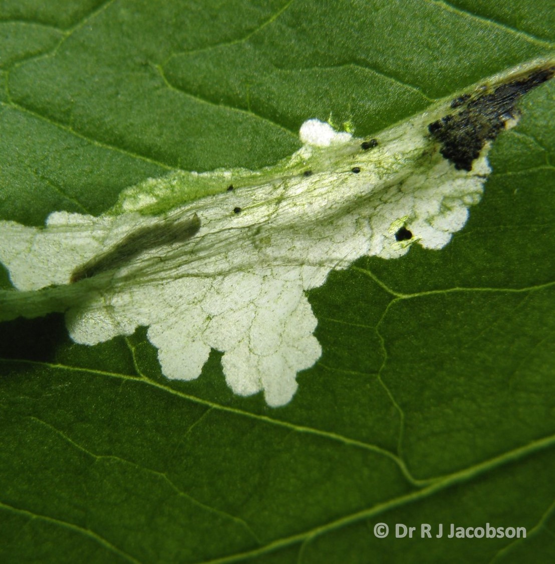 A leaf mine caused by Tuta absoluta. Copyright of Dr R J Jacobson (RJC Ltd).